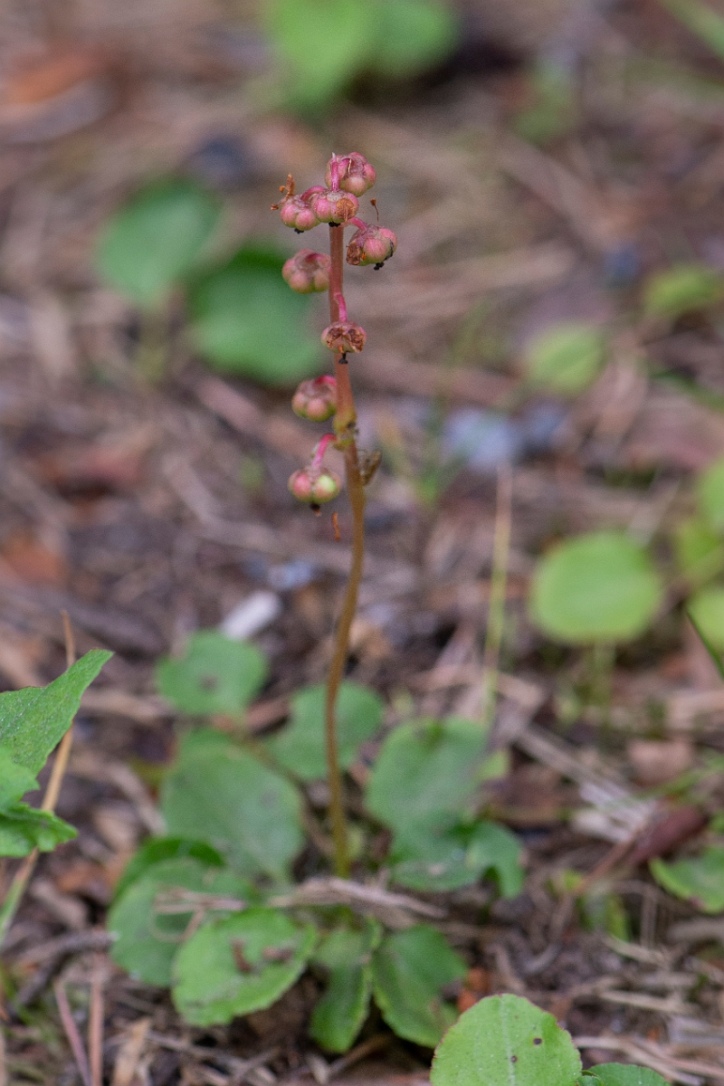 David Plant Photography - Wildlife Photography - Intermediate wintergreen - C.JPG - Intermediate wintergreen - Cairngorms