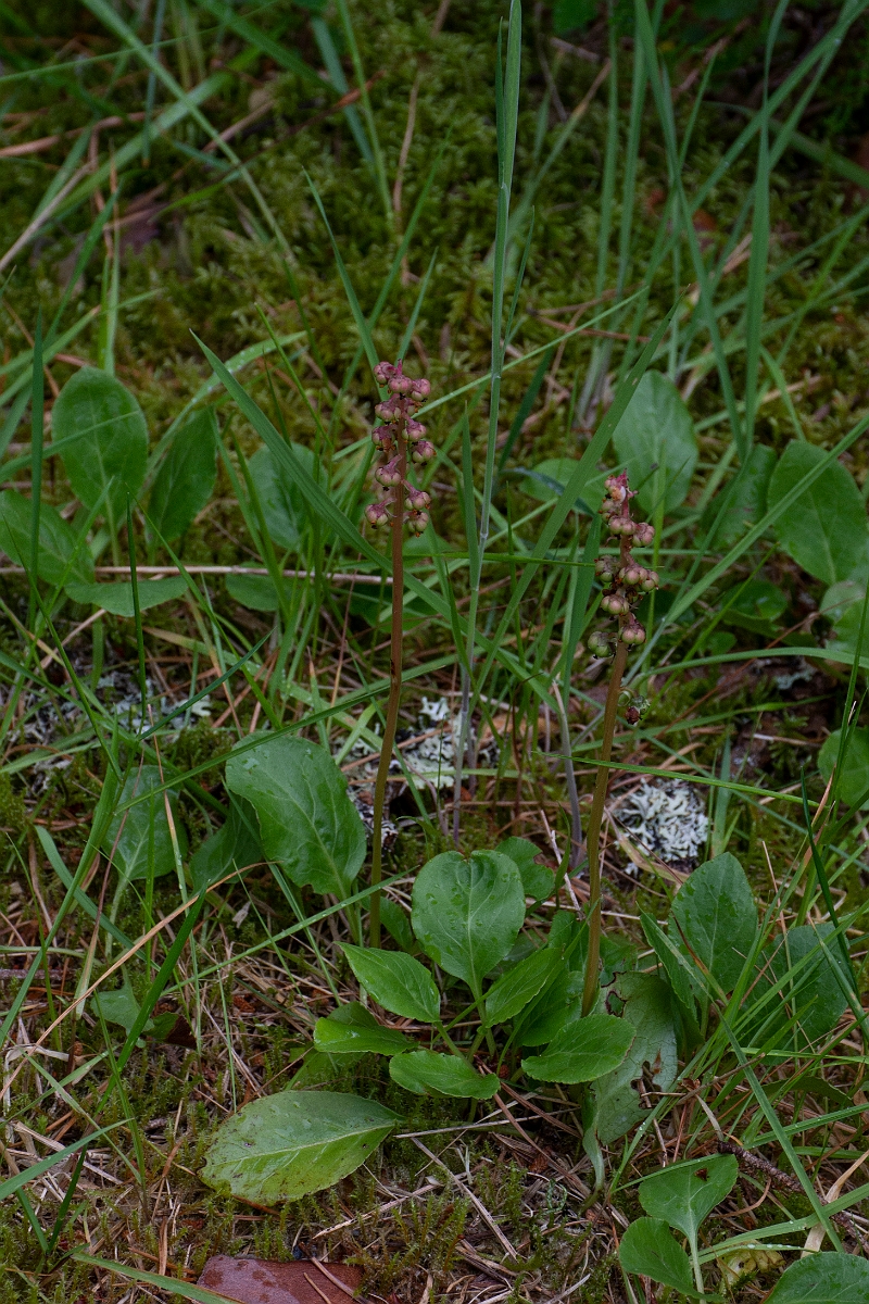 David Plant Photography - Wildlife Photography - Intermediate wintergreen - D.JPG - Intermediate wintergreen - Cairngorms