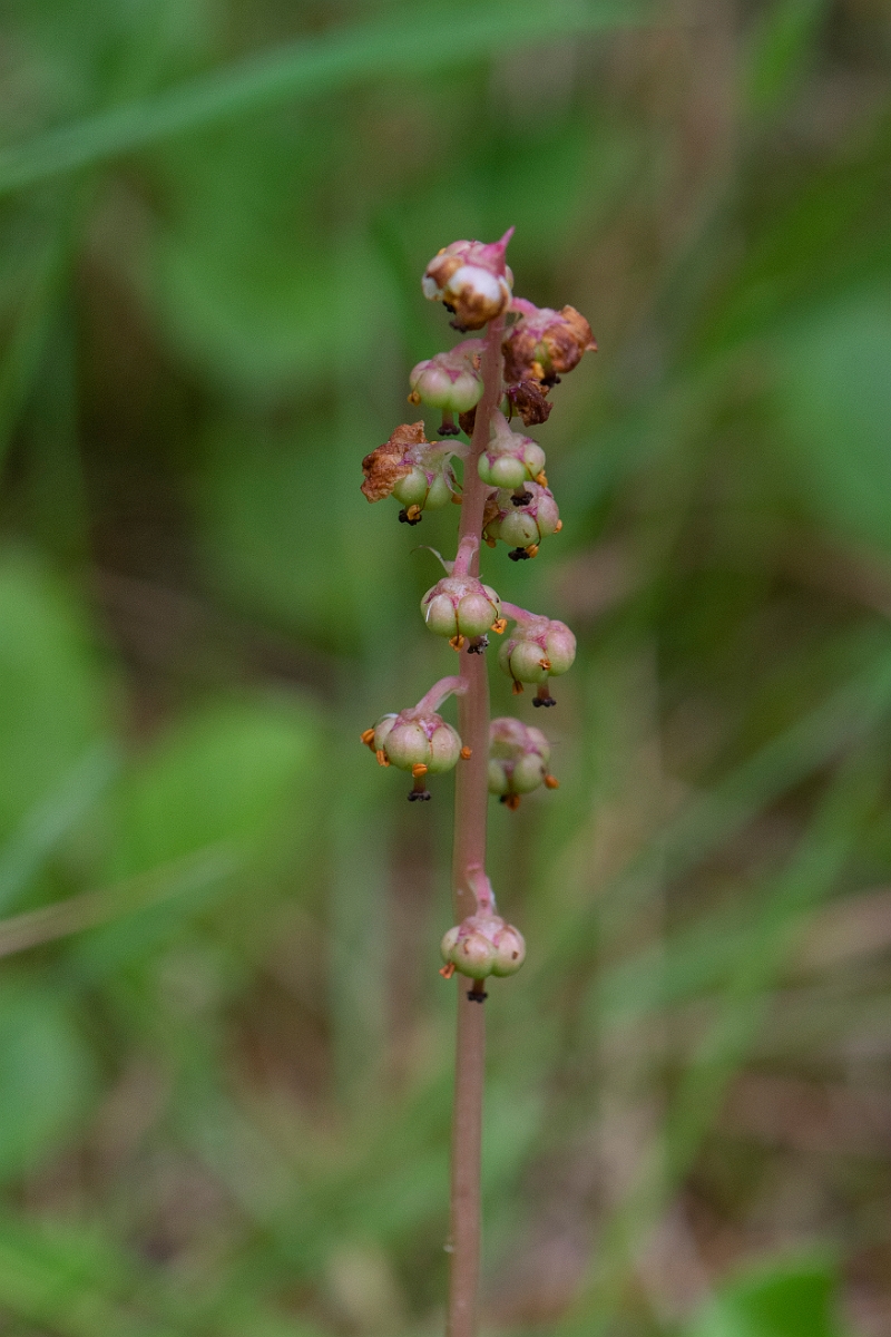 David Plant Photography - Wildlife Photography - Intermediate wintergreen - F.JPG - Intermediate wintergreen - Cairngorms