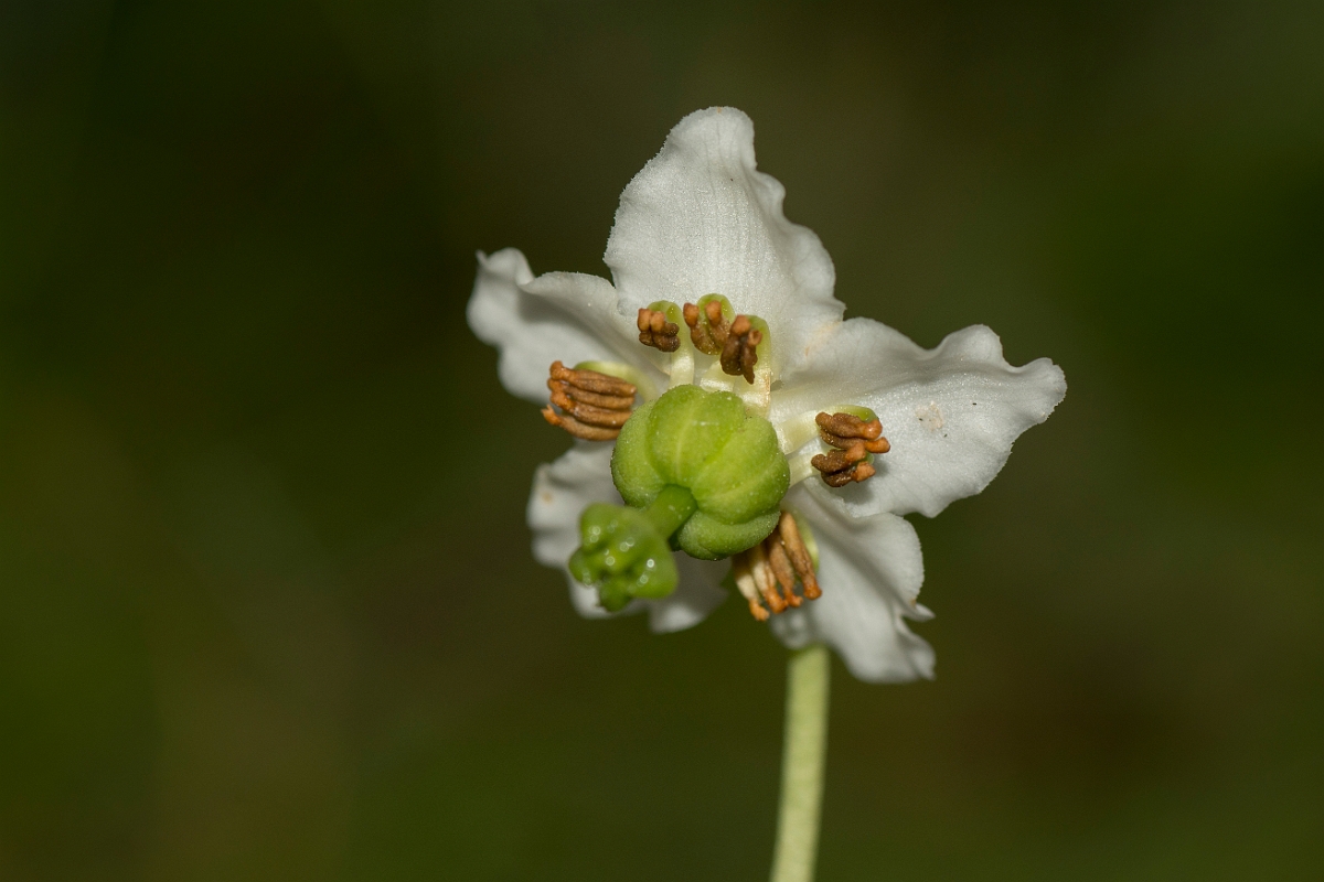 David Plant Photography - Wildlife Photography - One-flowered wintergreen - B.jpg - One-flowered wintergreen flower - Sutherland