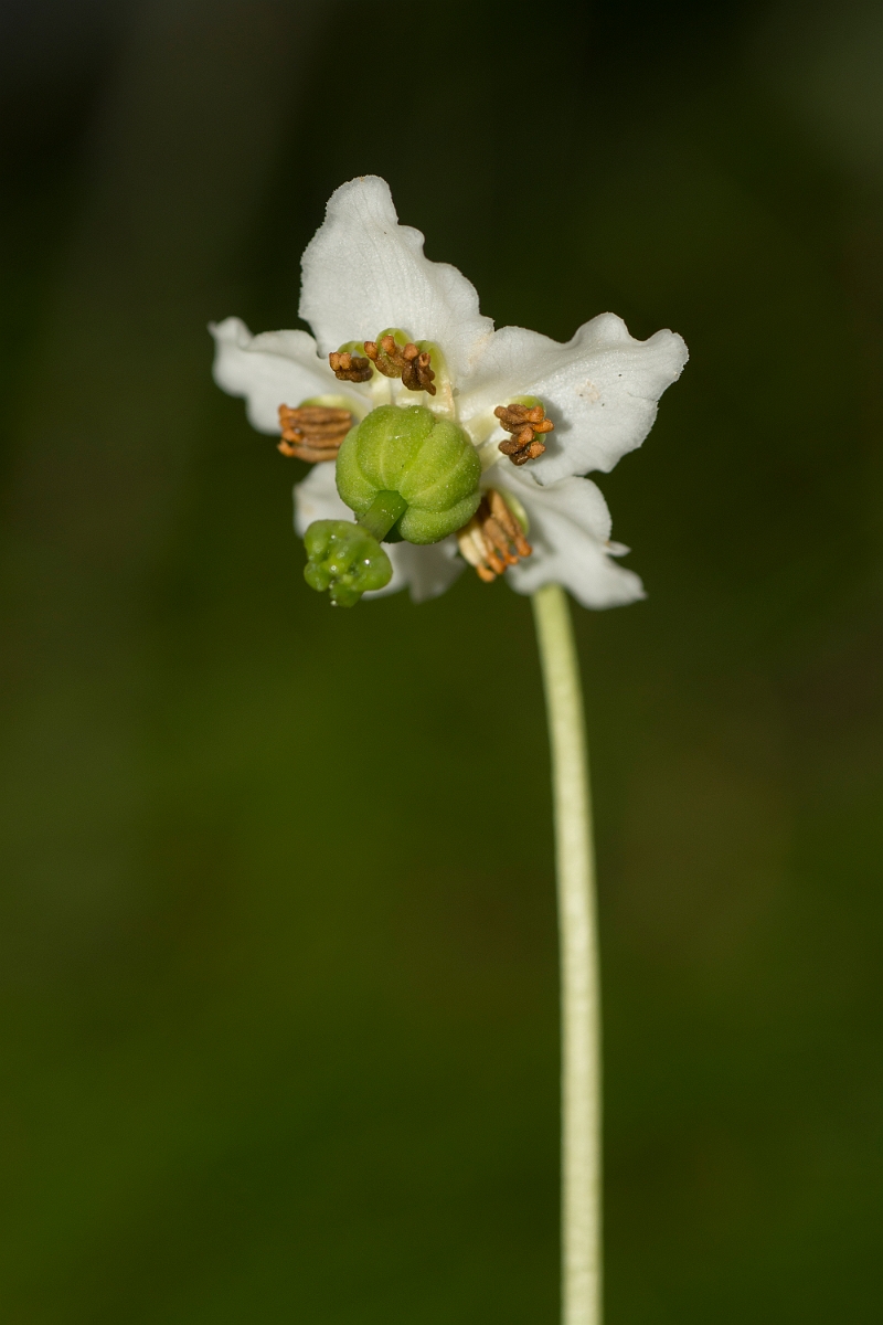 David Plant Photography - Wildlife Photography - One-flowered wintergreen - C.jpg - One-flowered wintergreen - Sutherland