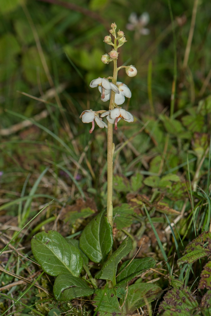 David Plant Photography - Wildlife Photography - Round-leaved wintergreen - A.jpg - Round-leaved wintergreen - Anglesey