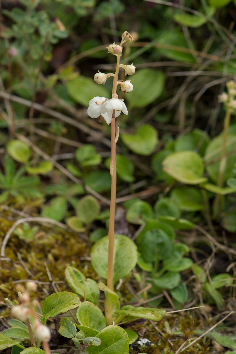 David Plant Photography - Wildlife Photography - Round-leaved wintergreen - B.jpg - Round-leaved wintergreen - Anglesey