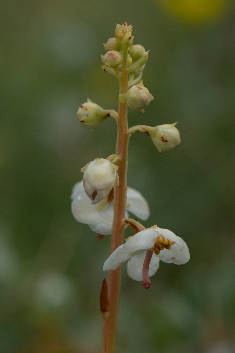David Plant Photography - Wildlife Photography - Round-leaved wintergreen - C.jpg - Round-leaved wintergreen flowers - Anglesey