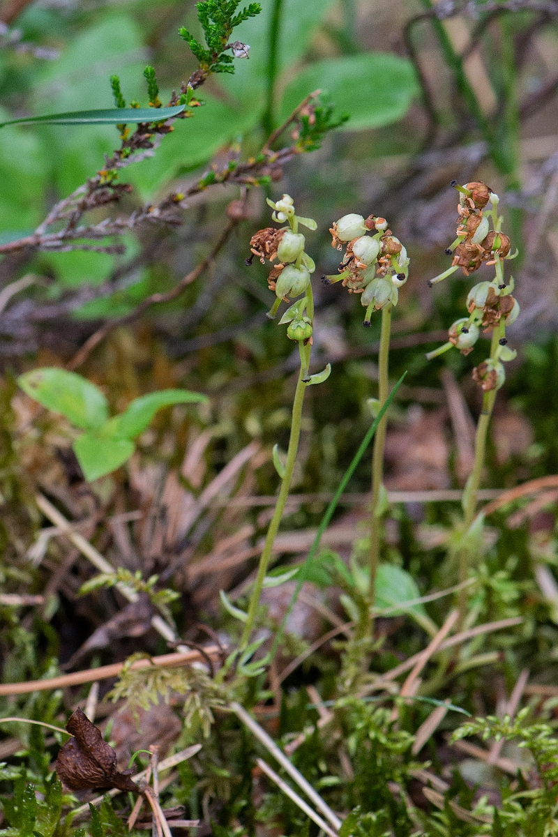 David Plant Photography - Wildlife Photography - Serrated wintergreen - A.JPG - Serrated wintergreen - Cairngorms