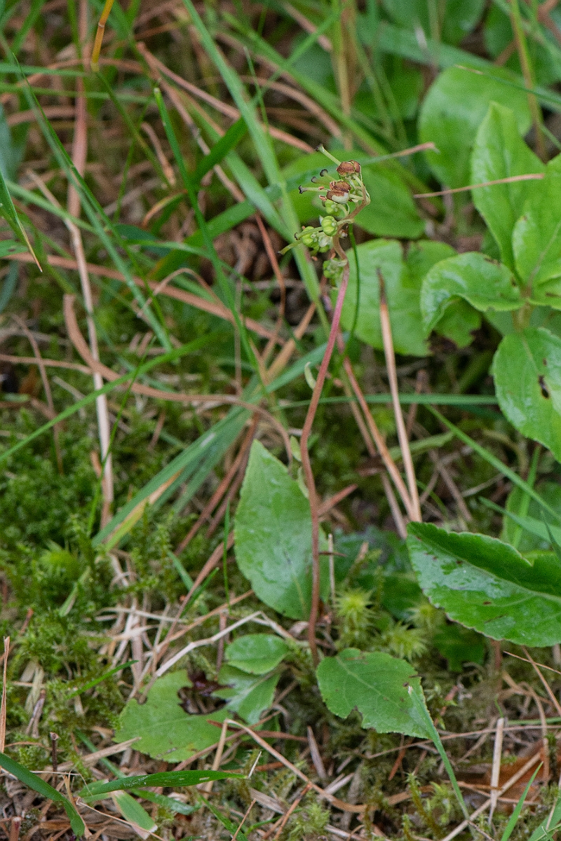 David Plant Photography - Wildlife Photography - Serrated wintergreen - B.JPG - Serrated wintergreen - Cairngorms