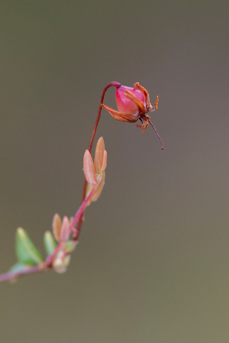 David Plant Photography - Wildlife Photography - Small cranberry - A.JPG - Small cranberry - Cairngorms