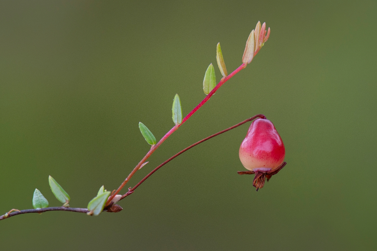 David Plant Photography - Wildlife Photography - Small cranberry - C.JPG - Small cranberry - Cairngorms