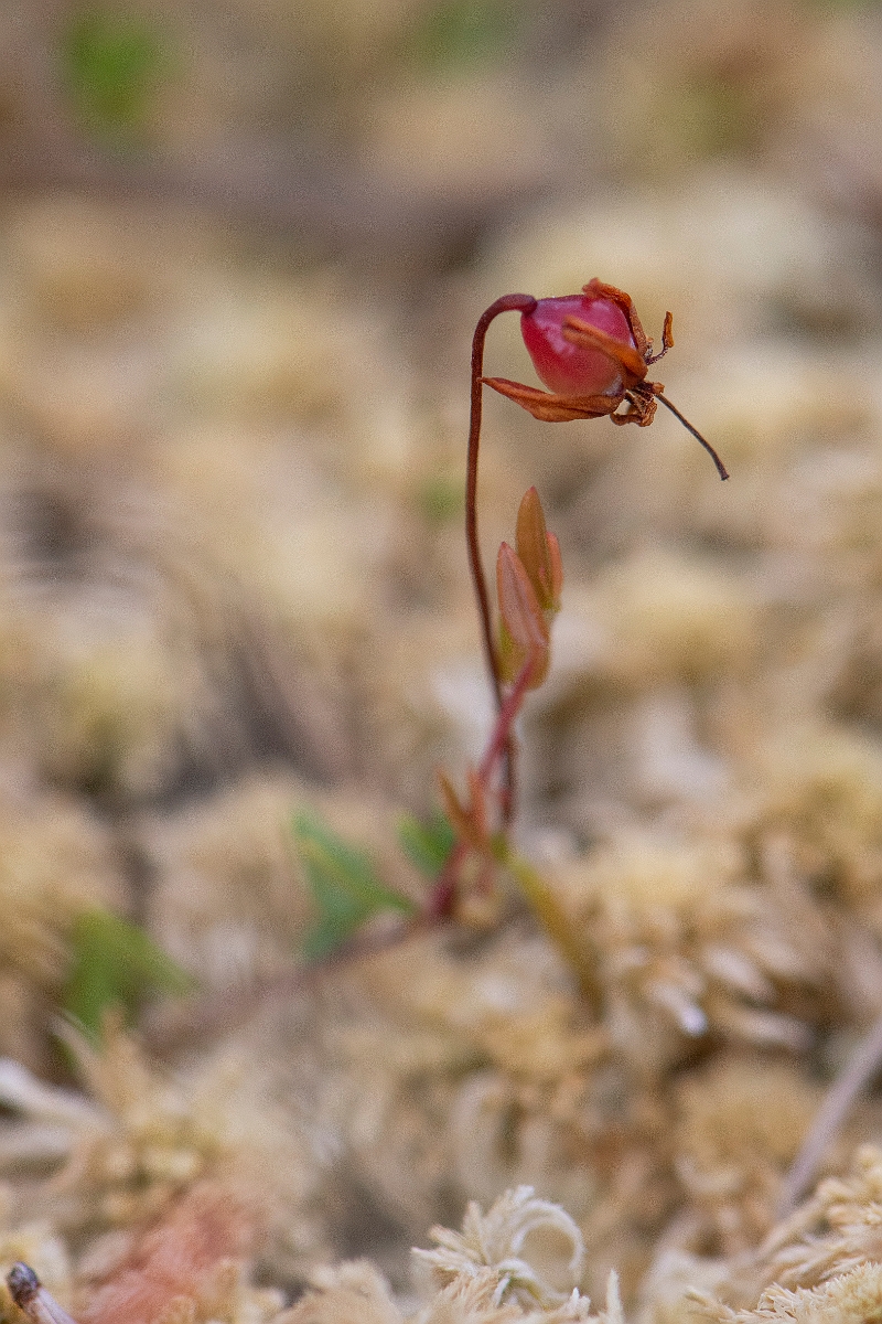 David Plant Photography - Wildlife Photography - Small cranberry - D.JPG - Small cranberry - Cairngorms