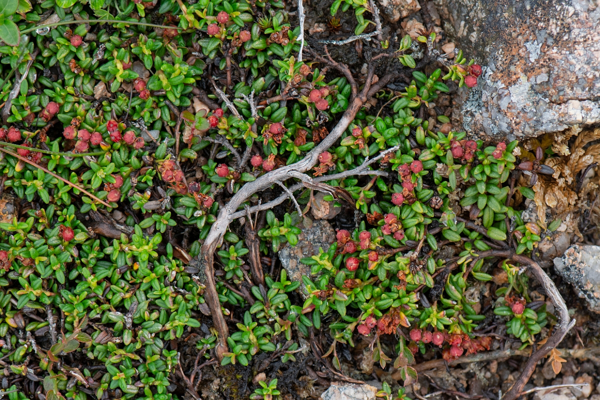 David Plant Photography - Wildlife Photography - Trailing azalea - B.JPG - Trailing azalea, seeds - Cairngorms