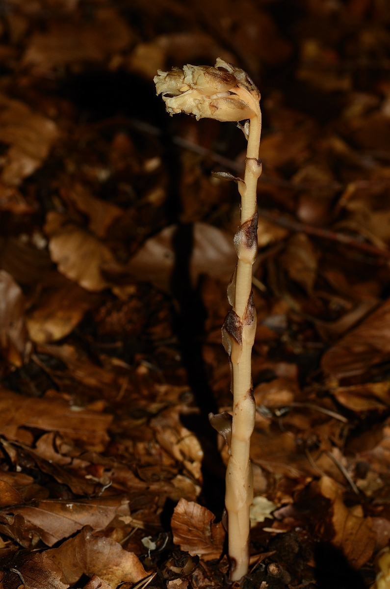 David Plant Photography - Wildlife Photography - Yellow bird's-nest - A.jpg - Yellow birdsnest - Oxfordshire