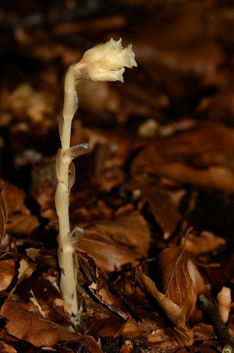 David Plant Photography - Wildlife Photography - Yellow bird's-nest - C.jpg - Yellow birdsnest - Oxfordshire