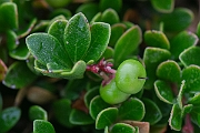 David Plant Photography - Wildlife Photography - Bearberry - E