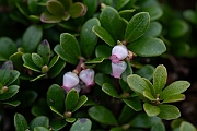 David Plant Photography - Wildlife Photography - Bearberry - F