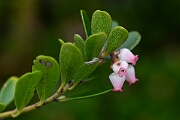 David Plant Photography - Wildlife Photography - Bearberry - G