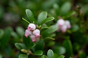 David Plant Photography - Wildlife Photography - Bearberry - H