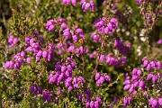 David Plant Photography - Wildlife Photography - Bell heather - B