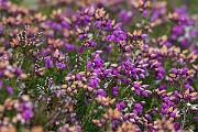 David Plant Photography - Wildlife Photography - Bell heather - C
