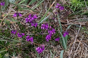 David Plant Photography - Wildlife Photography - Bell heather - D