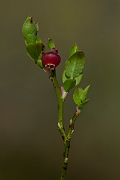 David Plant Photography - Wildlife Photography - Bilberry - C