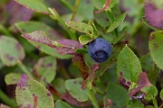 David Plant Photography - Wildlife Photography - Bilberry - D