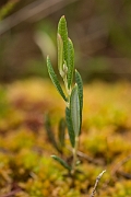 David Plant Photography - Wildlife Photography - Bog rosemary - A