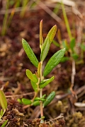 David Plant Photography - Wildlife Photography - Bog rosemary - B