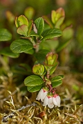 David Plant Photography - Wildlife Photography - Cowberry - A