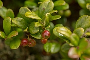 David Plant Photography - Wildlife Photography - Cowberry - C