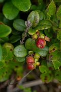 David Plant Photography - Wildlife Photography - Cowberry - D
