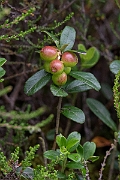 David Plant Photography - Wildlife Photography - Cowberry - F