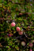 David Plant Photography - Wildlife Photography - Cranberry - B