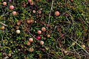 David Plant Photography - Wildlife Photography - Cranberry - C