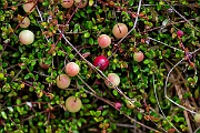 David Plant Photography - Wildlife Photography - Cranberry - D