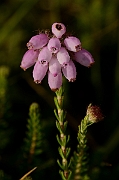 David Plant Photography - Wildlife Photography - Cross-leaved heath - A
