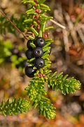 David Plant Photography - Wildlife Photography - Crowberry - A
