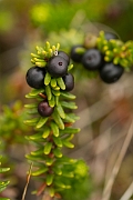 David Plant Photography - Wildlife Photography - Crowberry - B
