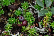 David Plant Photography - Wildlife Photography - Crowberry - E