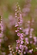 David Plant Photography - Wildlife Photography - Heather - A