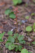 David Plant Photography - Wildlife Photography - Intermediate wintergreen - C