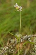 David Plant Photography - Wildlife Photography - One-flowered wintergreen - A