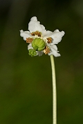 David Plant Photography - Wildlife Photography - One-flowered wintergreen - C