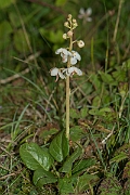 David Plant Photography - Wildlife Photography - Round-leaved wintergreen - A