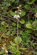 David Plant Photography - Wildlife Photography - Round-leaved wintergreen - B
