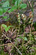 David Plant Photography - Wildlife Photography - Serrated wintergreen - A