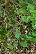David Plant Photography - Wildlife Photography - Serrated wintergreen - B