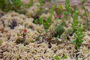 David Plant Photography - Wildlife Photography - Small cranberry - B