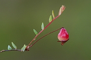 David Plant Photography - Wildlife Photography - Small cranberry - C