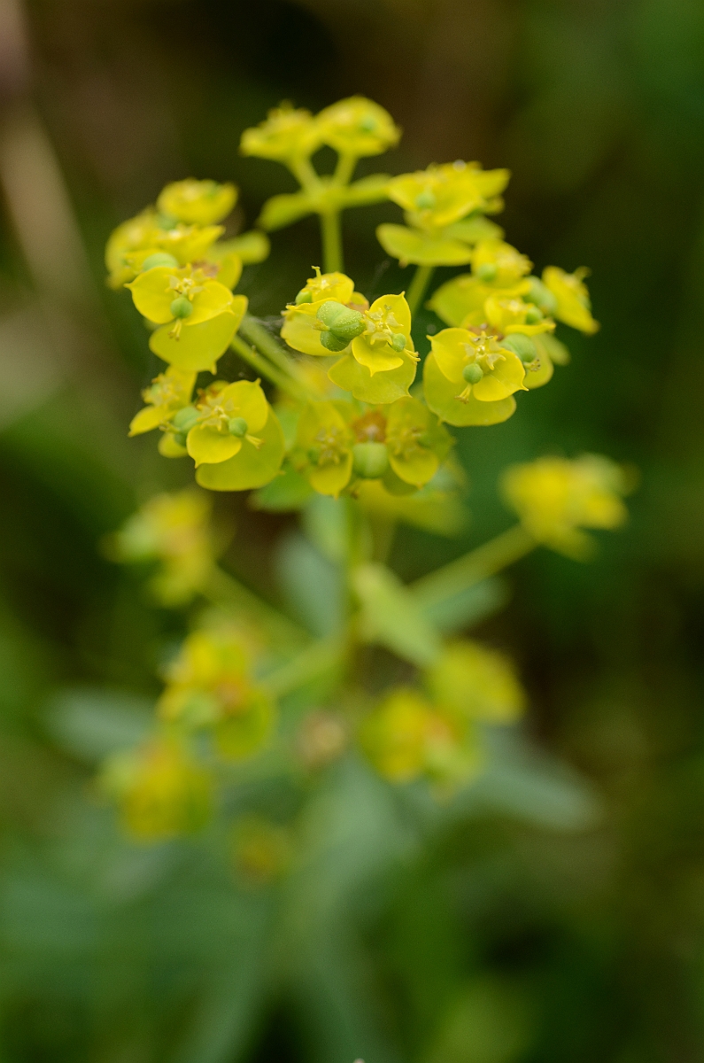 David Plant Photography - Wildlife Photography - Broad-leaved spurge - A.jpg - Broad-leaved spurge - Norfolk