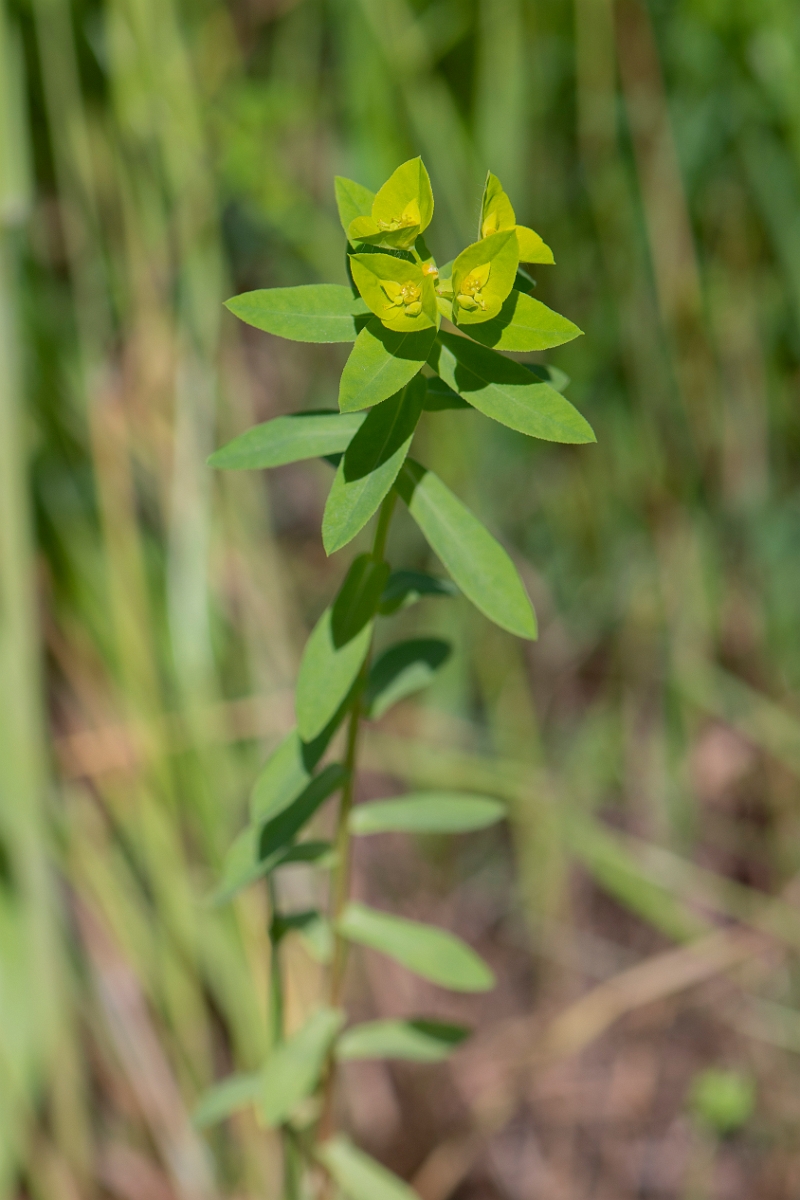 David Plant Photography - Wildlife Photography - Broad-leaved spurge - B.JPG - Broad-leaved spurge - Somerset